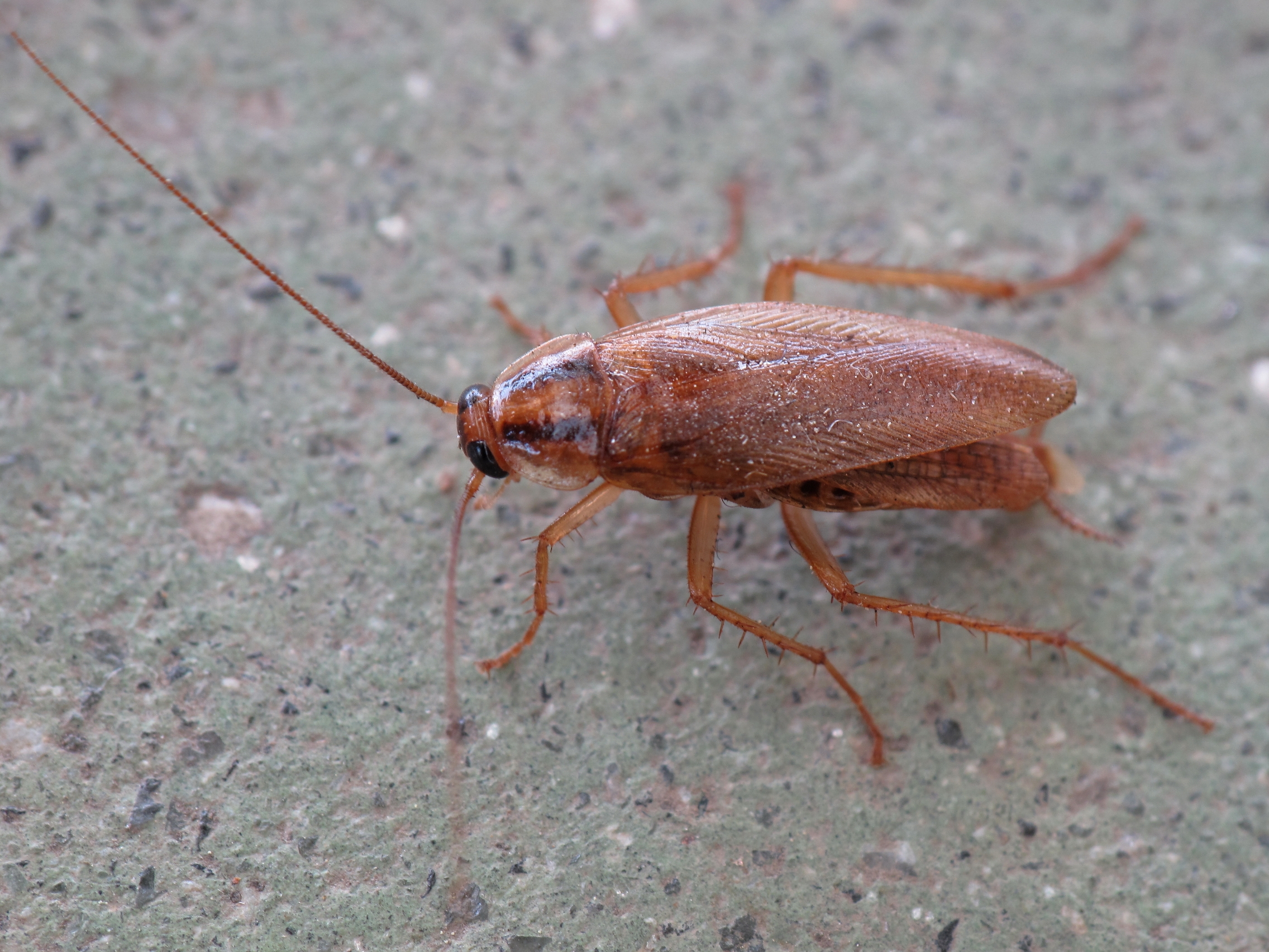 Cockroach identification