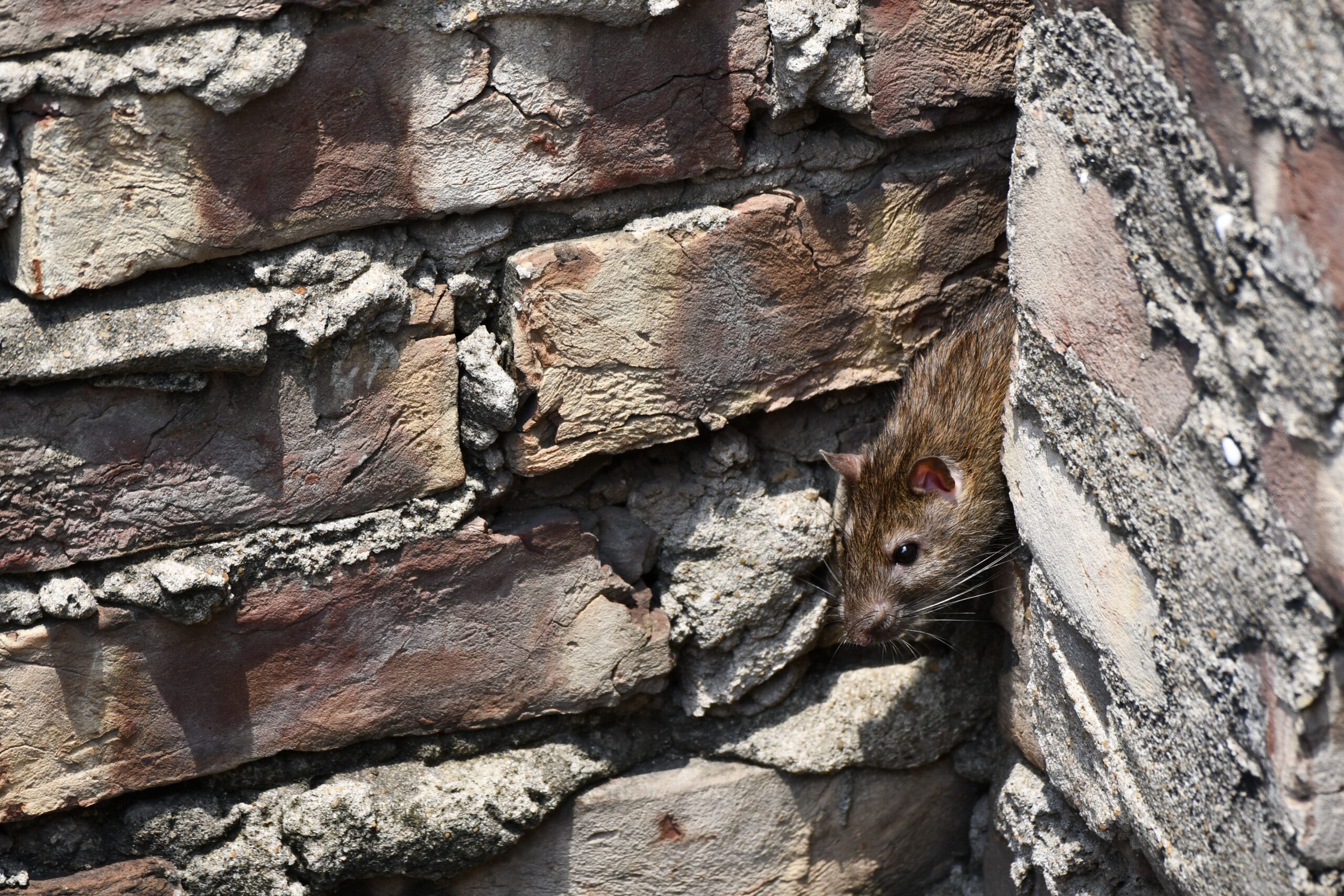 Identification du rat