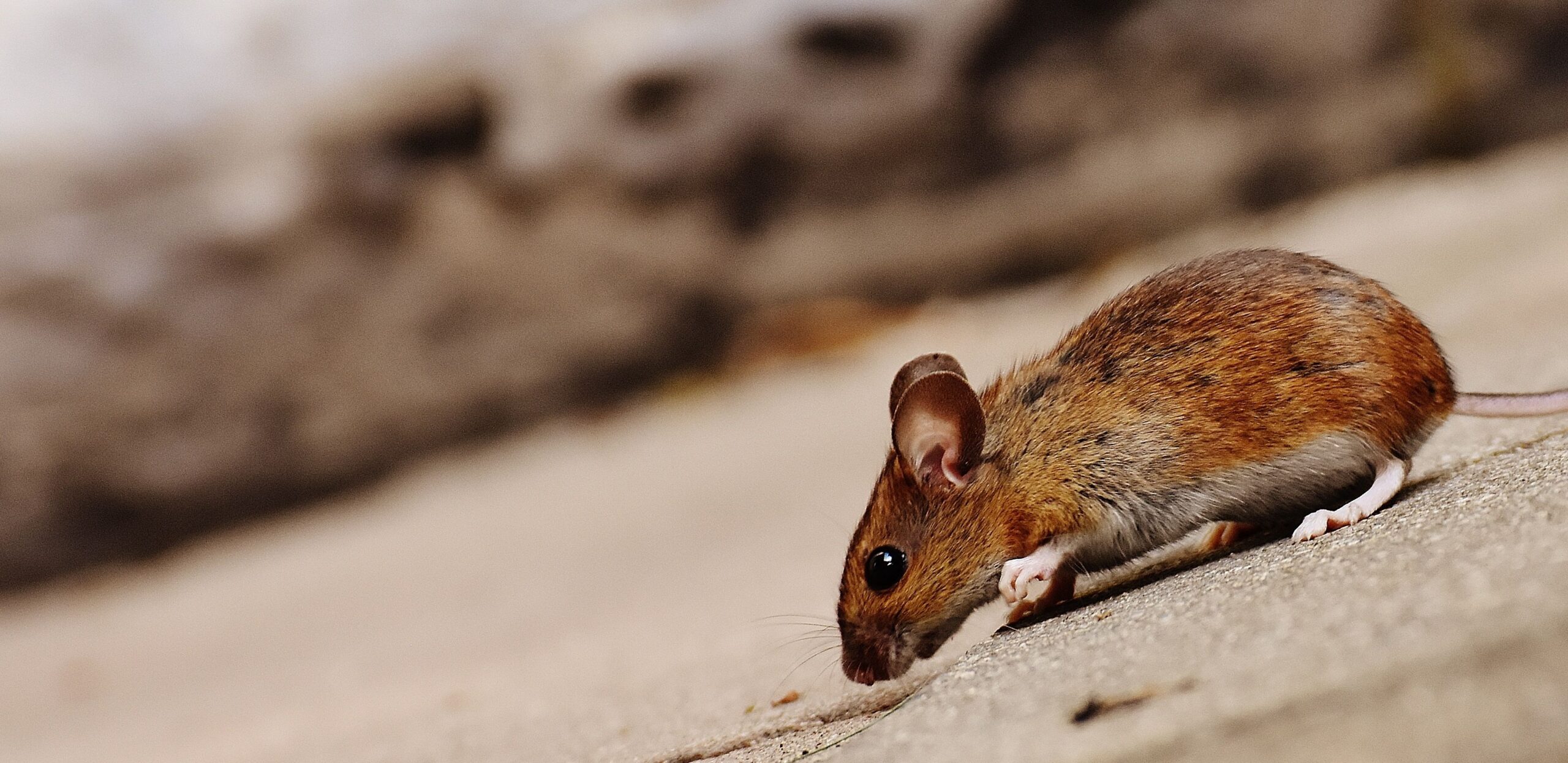 House mouse identification