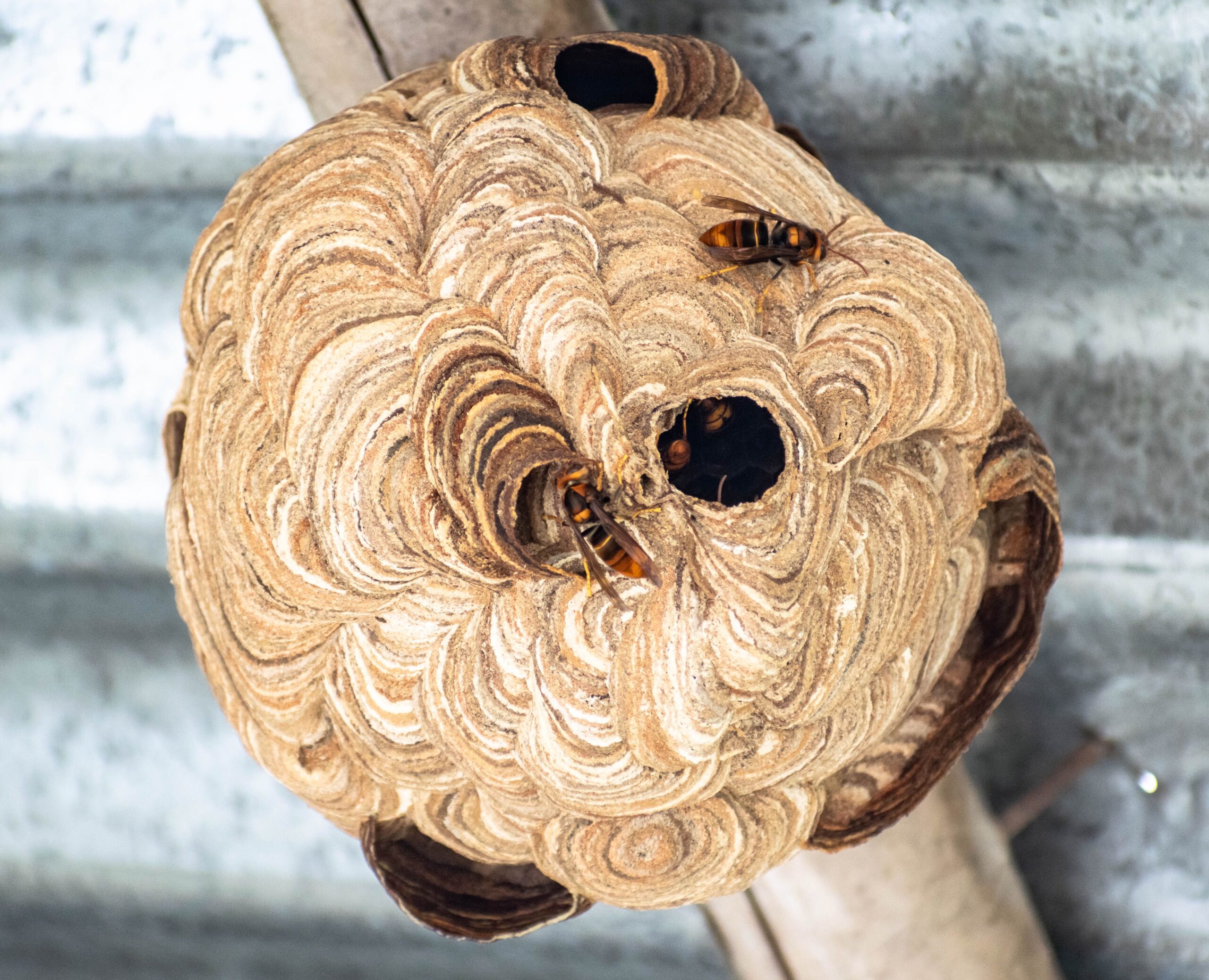 Wasp nest identification